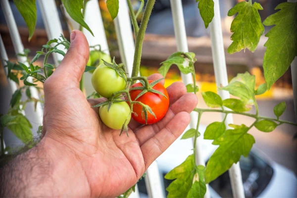 cultivar tomates en terraza