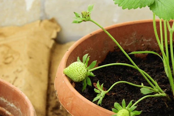 como plantar fresas en macetas