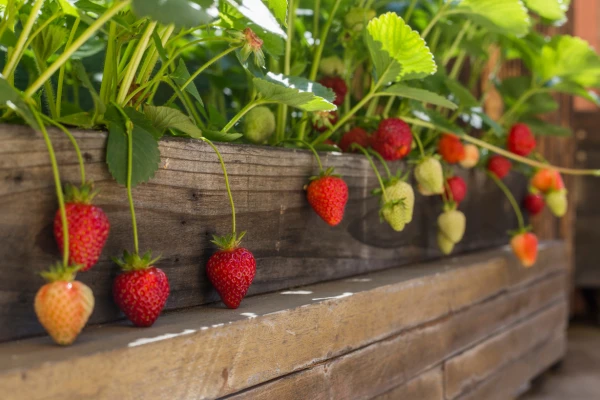 plantar fresas en balcon