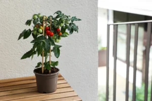 Cómo plantar tomates en casa fácilmente